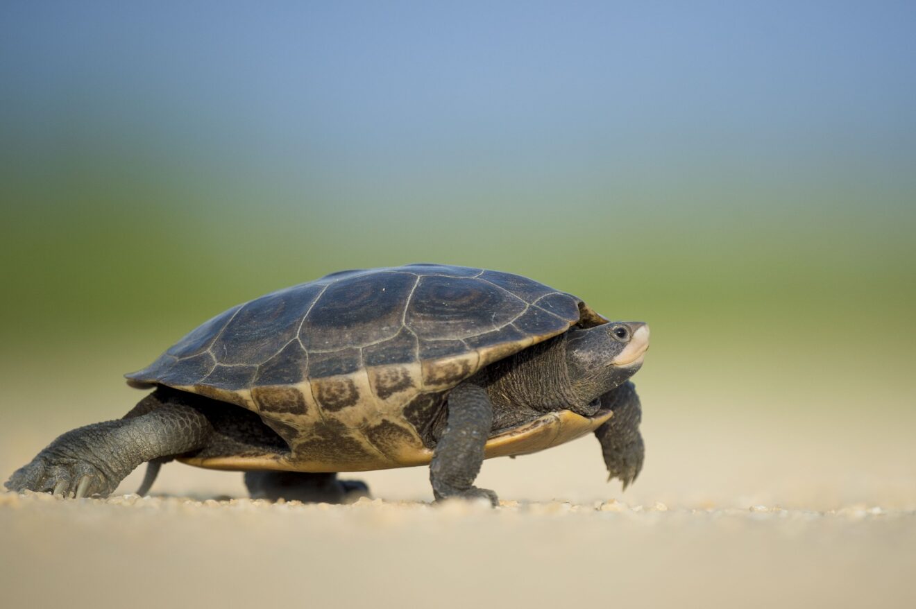 La négociation... à pas de tortue